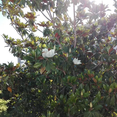 La Magnolia * Specchiolla