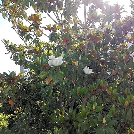 La Magnolia 3* Specchiolla