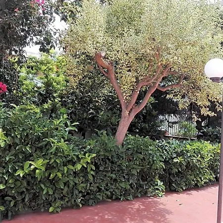 La Magnolia Specchiolla